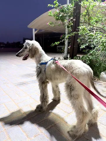 Young Saluki/Afghan hound looking for new home