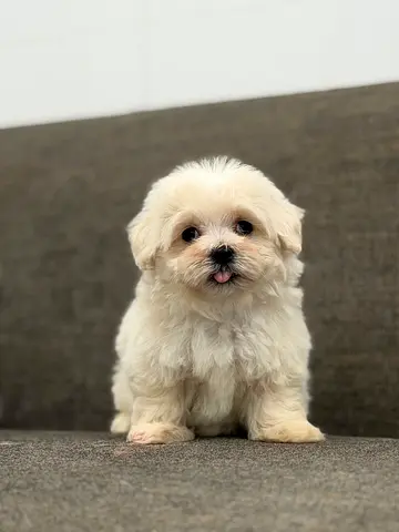 Adorable fluffy Maltese puppy — 8 weeks, vaccinated