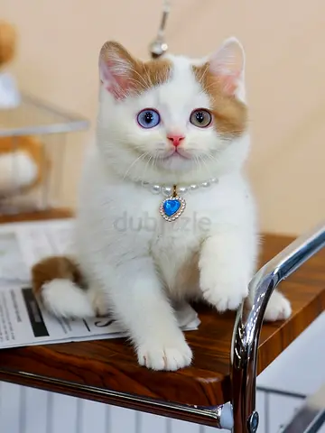 Mix chocolate  creamy white British shorthair for adoption