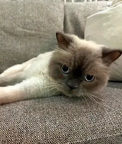 Cat for free adoption
