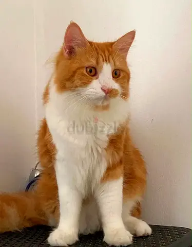 Kitten free adoption