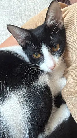 Polly, 3 months old kitten is available for adoption