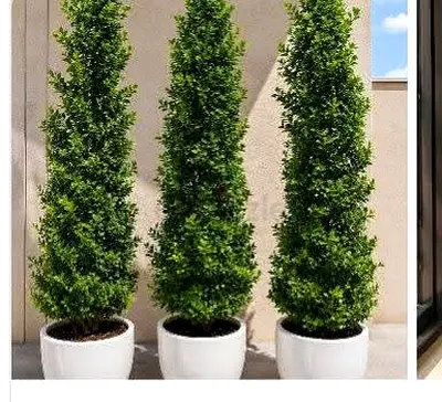 Indoor Outdoor Plants + Garden Maintenance Dubai/  Plants Sale Dubai Maintenance