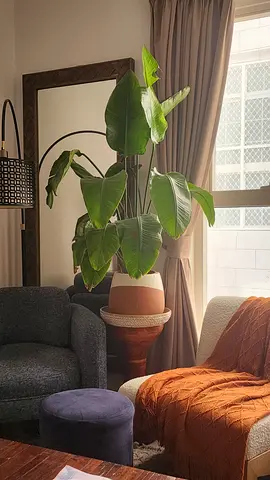 Large indoor bird of paradise (Strelitzia) plant in pot - healthy and tall