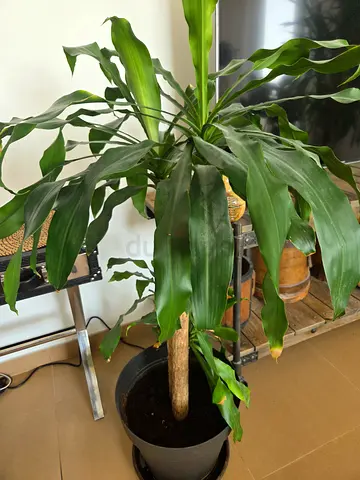 Beautiful Plant