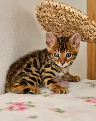 Healthy Bengal Kittens