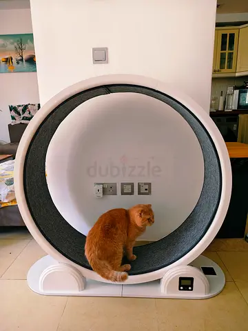 Large Cat Exercise Wheel with Display - Good Condition