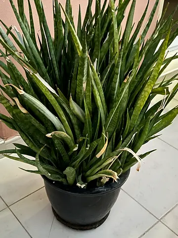 Mature Snake Plants with Ceramic Pots – For Sale