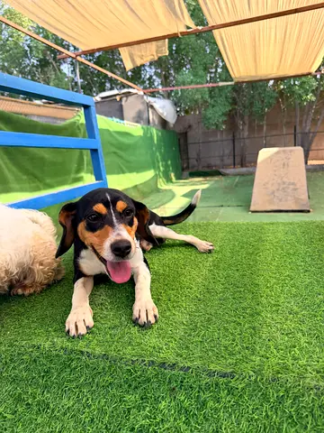 Adopt Chase – playful 7-month-old beagle mix (free to a good home)