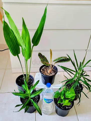 Collection of 5 indoor houseplants — healthy starters