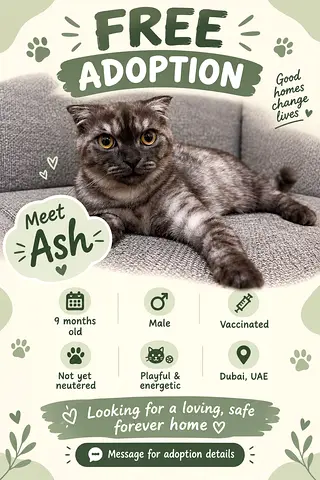 9 months Kitten - Scottish Fold for Free Adoption