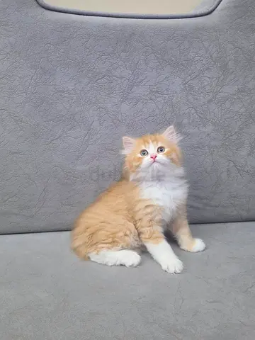 Cute Persian kitten for adoption