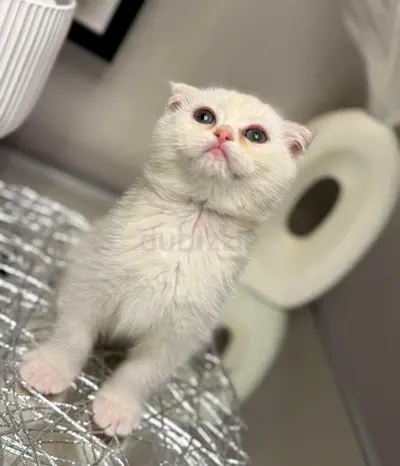 Adorable smokie