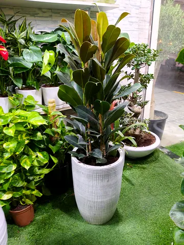 Rubber Plant 130cm in Premium White Pot – Indoor Decorative Plant