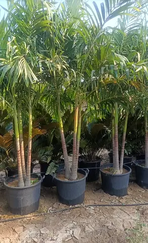 Wiechia Palm 3 PP trees in large pots - healthy outdoor/indoor decorative plants