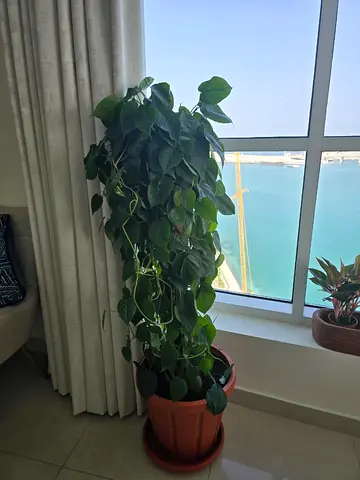 Large healthy pothos (money plant) in plastic terracotta pot - ready to rehome (3 available)