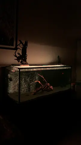 120cm / 45cm / 50cm TEMPERED GLASS AQUARIUM