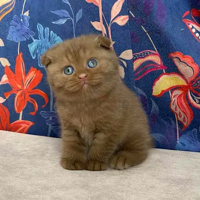 Chocolate Scottish fold kittens