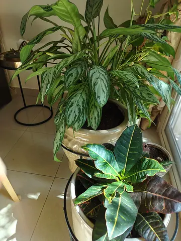 Shade plants and vases