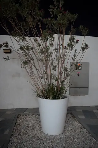 Sago Palm (Cycas revoluta) in Large Pot - Ready for Balcony/Garden