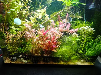 Live aquatic plants for planted aquarium - mixed species (potted)