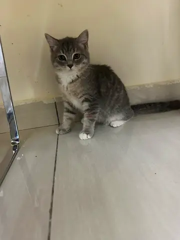 British short hair, grey female, three months old kitten
