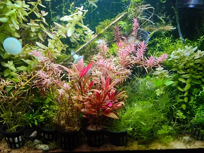Live Fresh water aquarium plants