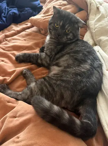 Young chilled out male cat - friendly (even with children) - Adoption