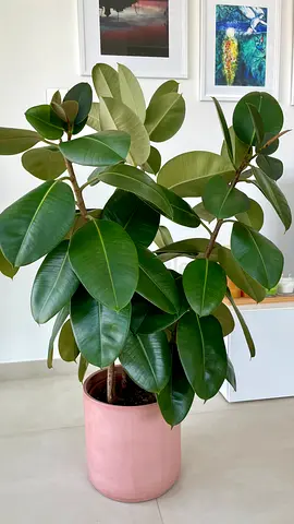 Large Rubber Plant (Ficus Elastica) in Pink Terra Cotta Pot - Healthy Indoor Plant