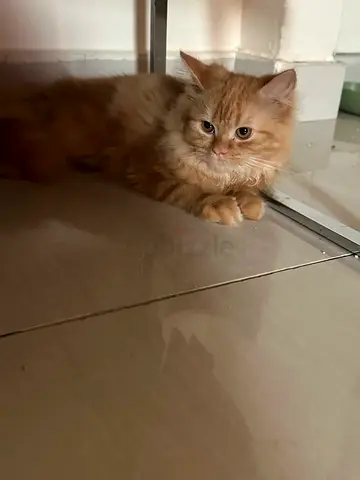 Golden siberian cat male three and half months old