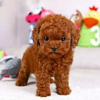 Poodle Puppies