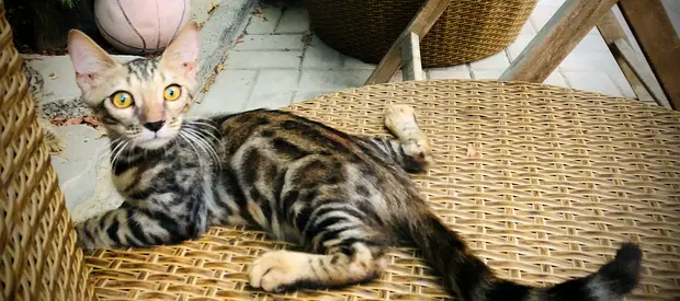 Handsome Bengal boy