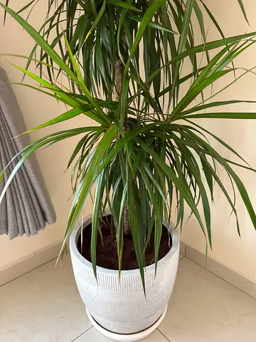 Large indoor Dracaena plant in decorative Grey pot