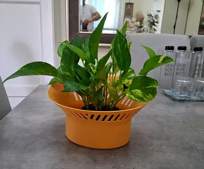 Golden pothos in small indoor planter (ready to go)
