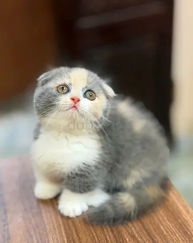 Grey mix creamy Scottish fold kittens available for adoption