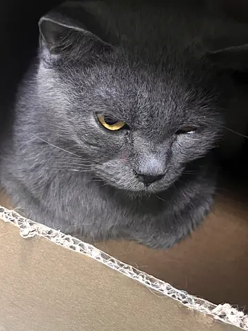 Gray female British Shorthair Cat Looking for Home