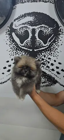 Super Cute & Fluffy Pomeranian Puppy Looking for a New Home! Your Next Best Friend