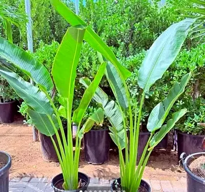 Bird of Paradise Plant for Sale in Dubai | Beautiful Outdoor Garden Plant