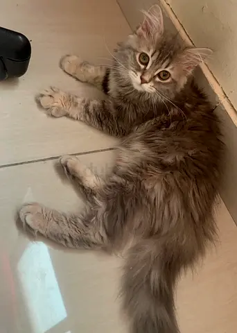 Siberian cat, three months old vaccinated, dewormed microchip