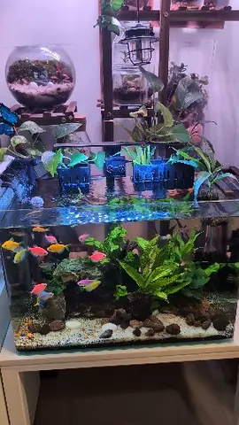 Well-kept 40L planted freshwater aquarium with colorful fish and decorations fish not for sale