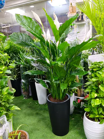 Large Peace Lily Indoor Plant in Premium Black Pot 160cm– Elegant Home & Office Decoration