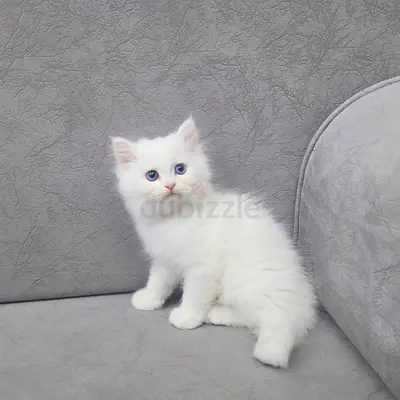 Cute white Persian