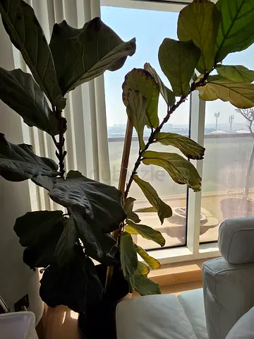 2 Fiddle Fig Leaf Plants