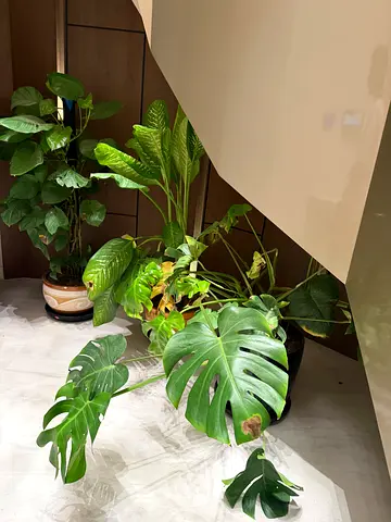 Plants indoor natural