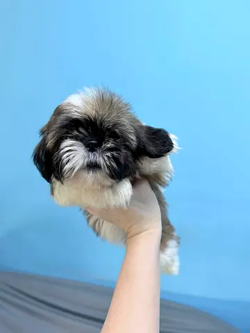 Shih Tzu Puppy - Female