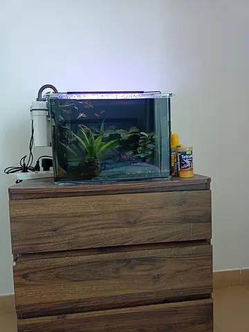 Everything in the picture for sale, the table with the aquarium and the equipments and plants,fish