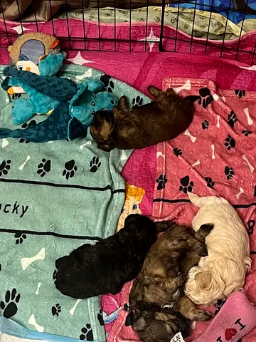 Havapoo puppies