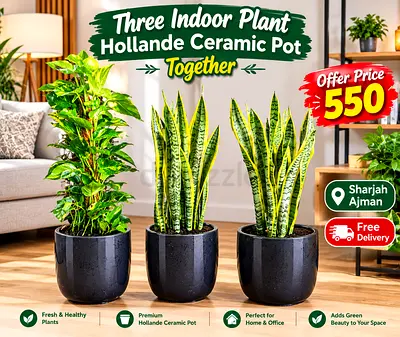 Indoor plant