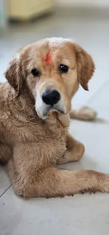 Friendly Golden Retriever puppy available for adoption