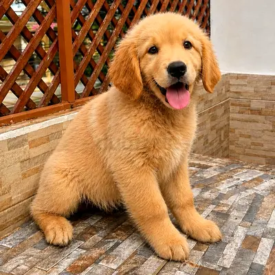 Golden Retriever Puppies